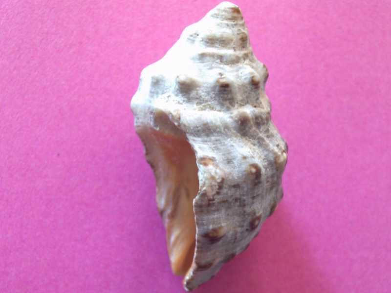 facile determinazione